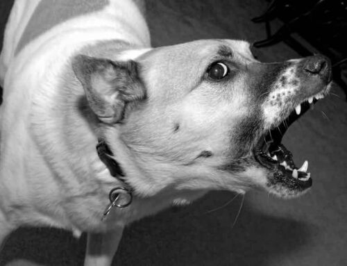 Indiana Dog Bite Laws: A Guide