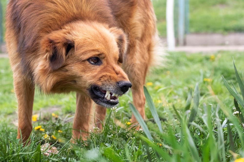Aggressive dog snarling outdoors, representing circumstances where an owner may be liable for a bite in Indiana