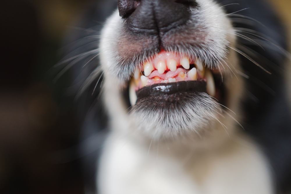 Close-up of a dog baring its teeth, illustrating potential danger and the risk of a bite under Indiana dog bite laws