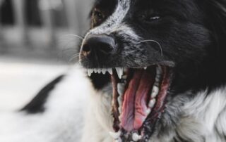 Dog Bite Lawyer Indianapolis