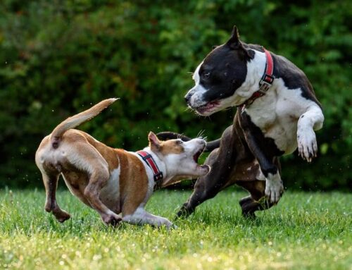 Can I Sue if My Dog is Attacked by Another Dog in Indiana?