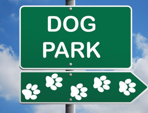 Can I Sue For a Dog Bite at an Indiana Dog Park?