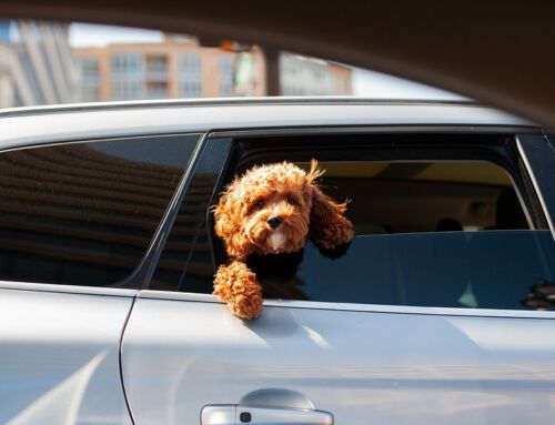 What Happens if My Dog is Injured in a Car Accident?